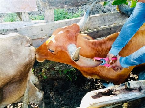 Minagri Identificar Ganado Del Per Con Uso De Aretado Noticias