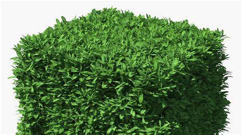 Boxwood Bush Square 3d Turbosquid 1574958