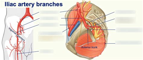 Diagram Of Iliac Artery Branches Quizlet