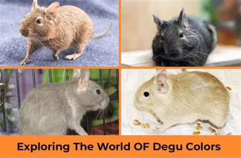 Exploring The World OF Degu Colors