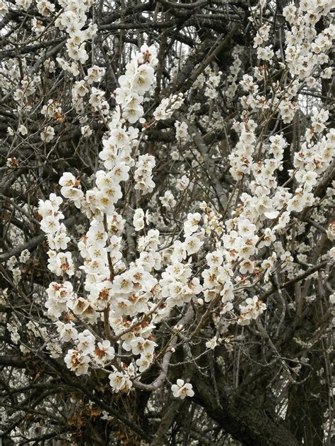 Poze Copac Ramură Inflori Arc Legume şi Fructe Botanică Floră