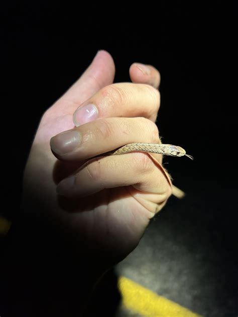 Maryland Biodiversity Project - Record ID: 1232145