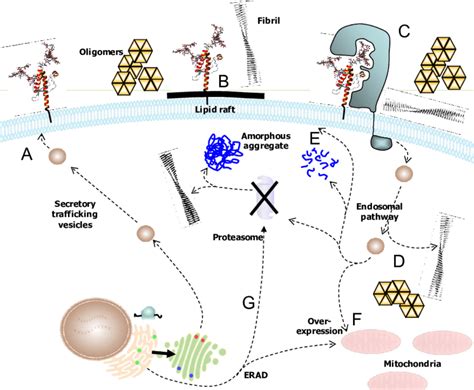 Normal Cell Biology And Putative Misfolding Pathways Of Prp Leading To