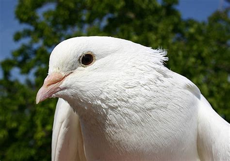 White Dove White Domestic Bird Photo Background And Picture For Free