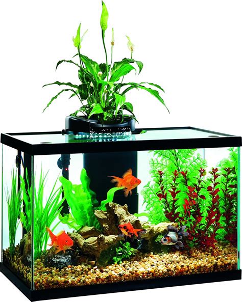 Best 20 Gallon Fish Tanks 2020 Get Aquarium Fish