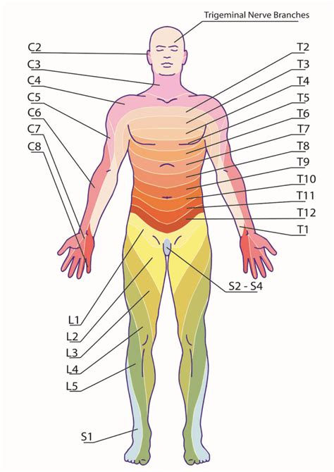 Printable Le Dermatome Map Printable Jd