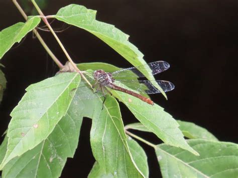 Russet Tipped Clubtail In July 2023 By Josh Emm INaturalist