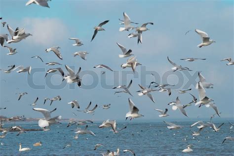 Flok af måger flyver over havet Stock foto Colourbox