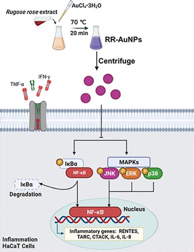 Biologically Synthesized Rosa Rugosa Based Gold Nanoparticles Suppress