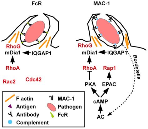 Rhoa As A Key Regulator Of Innate And Adaptive Immunity