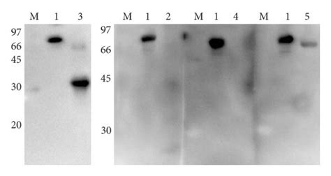 Analysis Of Igg Production Induced In Mice By Recombinant Proteins The