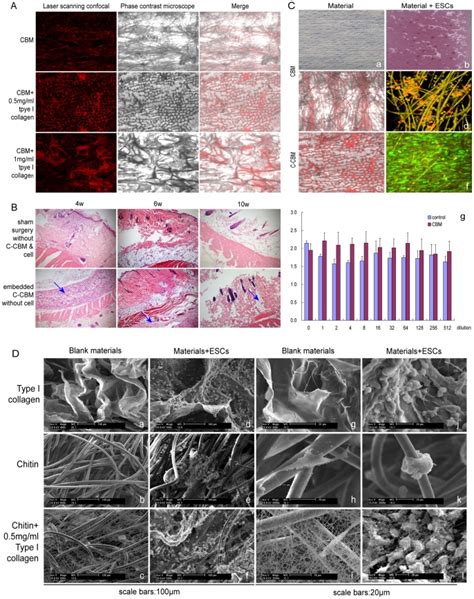 A Co Culture Of Escs With Cbm Cbm Mg Ml Type I Collagen Or