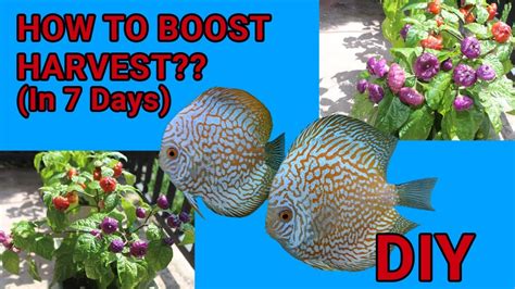 How Toboost Scotch Bonnet Harvest Using Discus Fish Poop Youtube