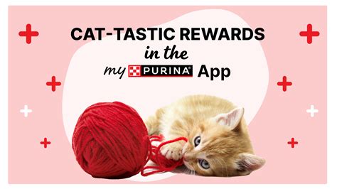 Purina ONE +Plus Indoor Advantage Turkey Dry Cat Food | Purina US