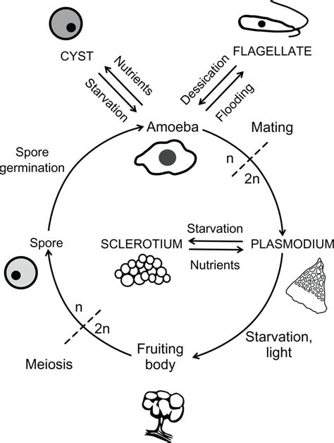 Physarum Parts