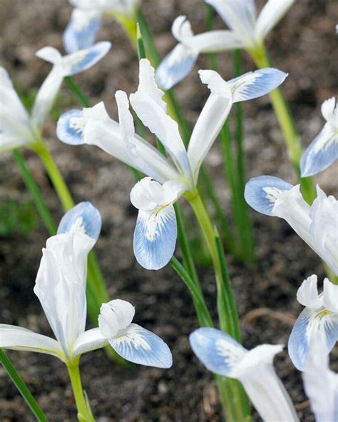 Iris Frozen Planet from Peter Nyssen flower bulbs and plants