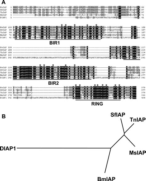 Figure 2 From Rna Interference Mediated Knockdown Of An Inhibitor Of Apoptosis Protein Induces