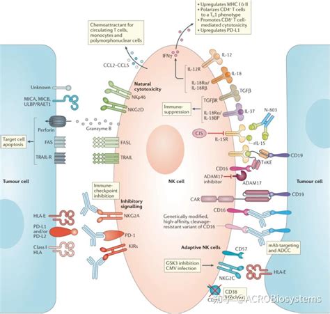 Nk细胞表面免疫检查点受体kirs知多少 知乎