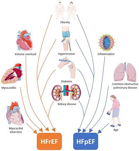 Cells Free Full Text Cellular And Molecular Differences Between