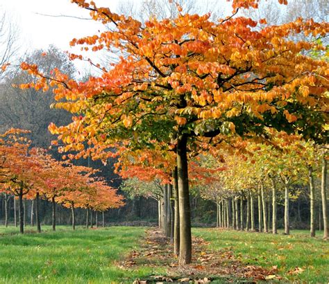 Bomen Met Spectaculaire Herfstkleuren Vind De Juiste Soort Artofit