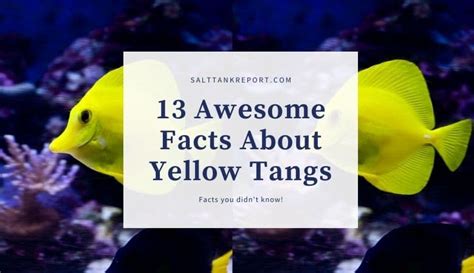 13 Awesome Facts About Yellow Tang Fish