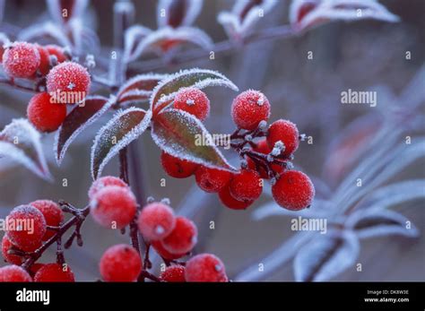 Nara Plant High Resolution Stock Photography and Images - Alamy