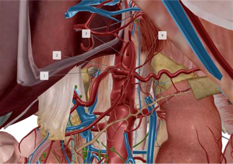 Od 524 Week 5 Abdominal Vasculature Flashcards Quizlet