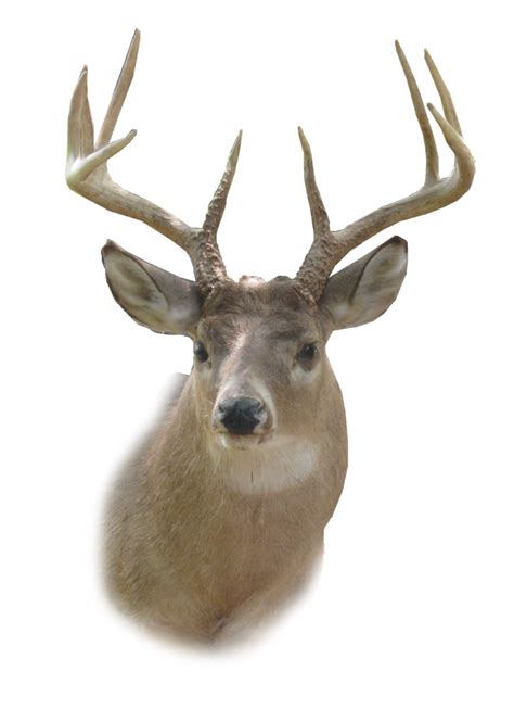 Deer Head Png Hd Png Mart