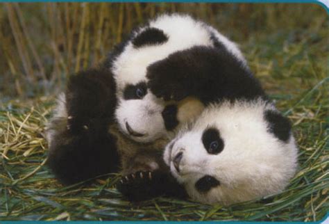 panda bear cubs(one of my fave animals) - rkebfan4ever Photo (37239675 ...