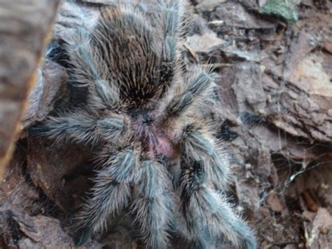 Rose Tarantula - Seneca Park Zoo