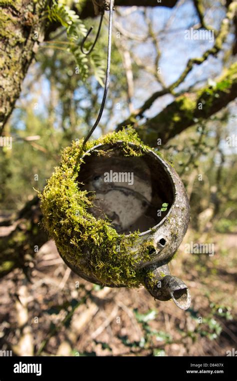 Ancien couvert de mousse électrique suspendu dans un arbre un nid d