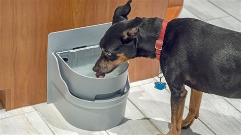 Worlds First Self Filling And Self Draining Water Bowl For Pets Pet