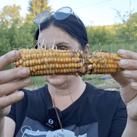 Uzgoj Kukuruza Na Travi