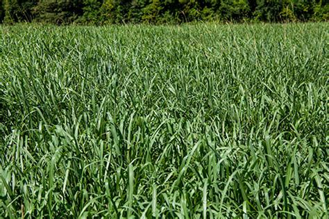 Experiences With Eastern Gamagrass Hay And Forage Magazine