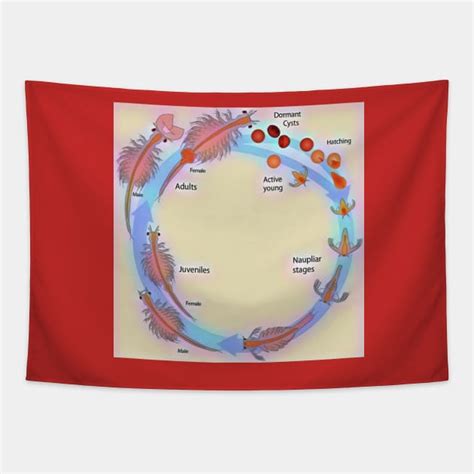 Life Cycle Of Brine Shrimp Brine Shrimp Tapestry Teepublic