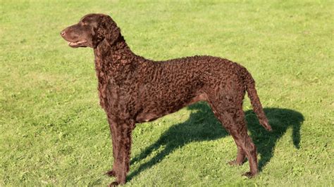 Curly-Coated Retriever Price Guide