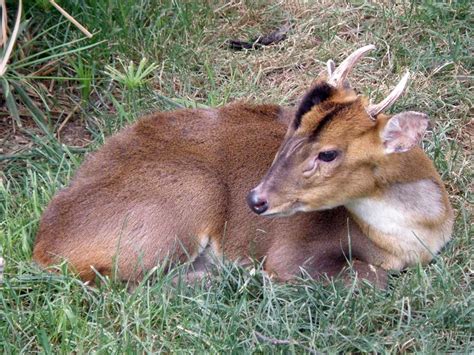 Muntiacus Reevesi 8 Reeves Muntjac Reid Park Zoo Tucson David