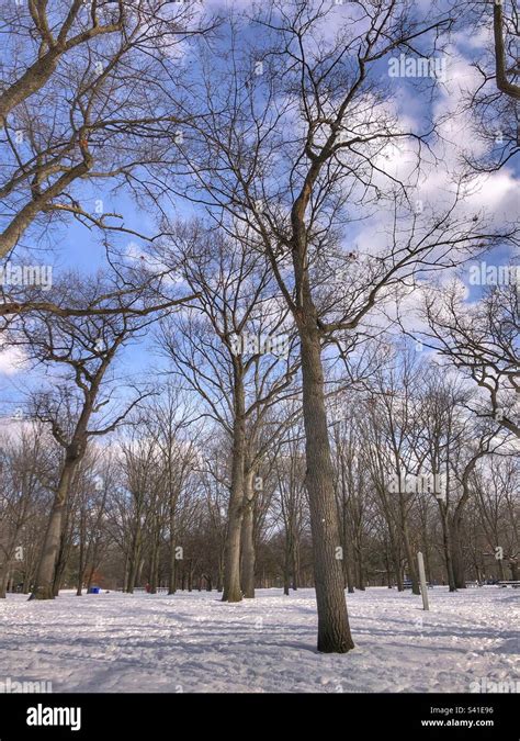 Winter in High Park, Toronto Stock Photo - Alamy