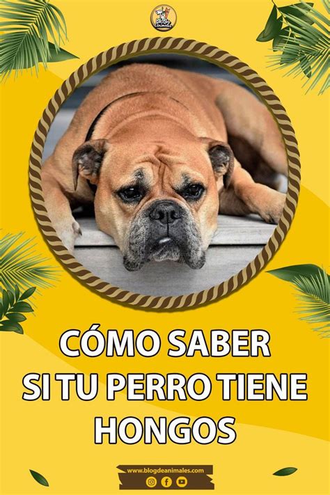 C Mo Saber Si Tu Perro Tiene Hongos Y C Mo Tratar Cada Caso In