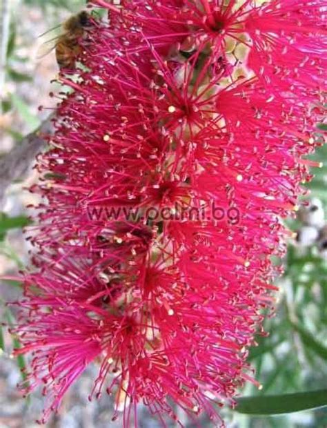 Purple Bottle Brush Mauve Mist