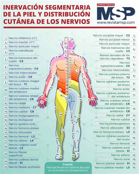 Inervaci N Segmentaria De La Piel Y Distribuci N Cut Nea De Los Nervios