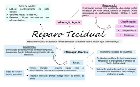 Mapa Mental Reparo Tecidual Patologia Geral Porn Sex Picture