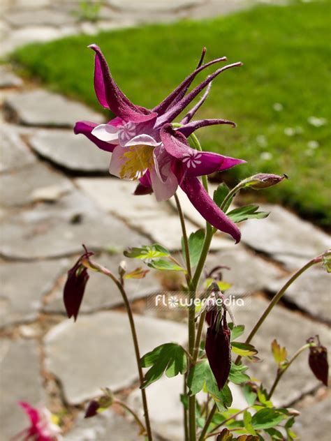 Aquilegia Songbird Cardinal Columbine Flowermedia