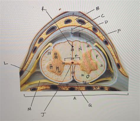 Practical Labs Diagram Diagram Quizlet