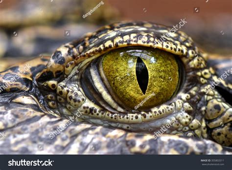 Alligator Crocodile Animals Eyes Closeup Stock Photo 355803311 ...