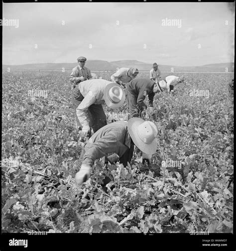 Tule Lake Relocation Center, Newell, California. Harvesting turnips ...