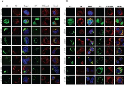 Subcellular Localization Of A Lgi1 And B Lgi2 Gfp Tagged Wild Type