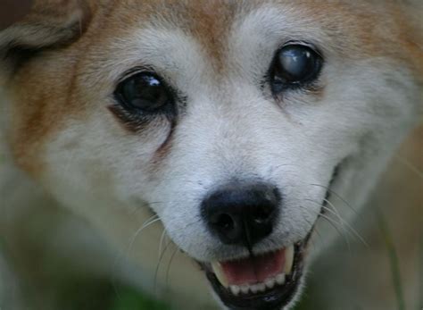 O Que Fazer Quando O Cachorro Est A Pata Inchada Causas E