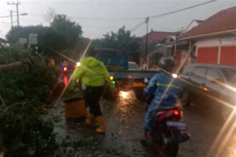 Hujan Deras Disertai Angin Kencang Di Pasuruan Tumbangkan Pohon Di