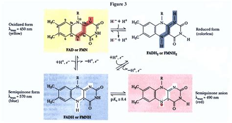 Electron transfer and the involvement of FAD and NAD in Lipoamide ...